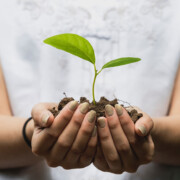 A person holds a small green plant with soil in their cupped hands, wearing a white shirt.